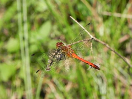 Sympetrum sanguineum